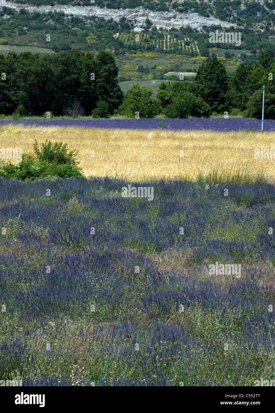 Lavanda raccolto in un campo, Sault, Vaucluse, Provence-Alpes-Côte d'Azur, in Francia Foto Stock