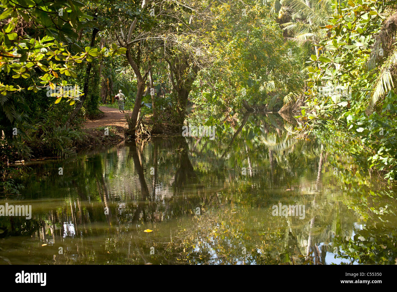 Vegetazione tropicale e il fiume vicino a Mirissa, Sri Lanka Foto Stock