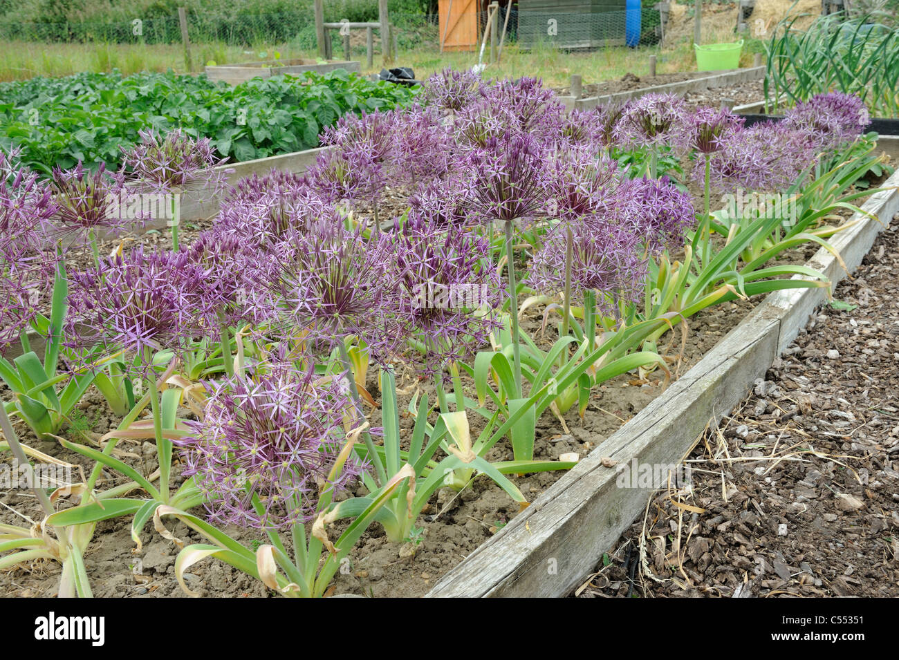 Verdure decorative, riparto bed piantati con Alliums per effetto di essiccazione e per la decorazione di interni, Norfolk, Inghilterra possono Foto Stock