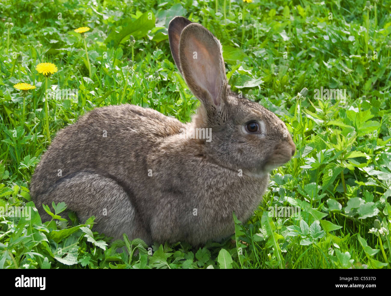 Piccolo coniglio è su un pascolo Foto Stock