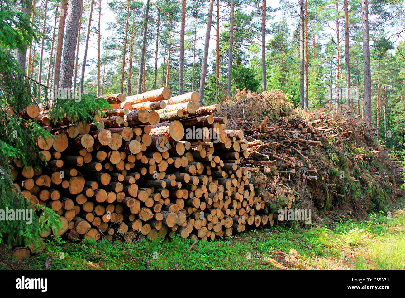 Tronchi di legno e woodfuel insolente (legno) impilate lateralmente nella foresta di conifere Foto Stock