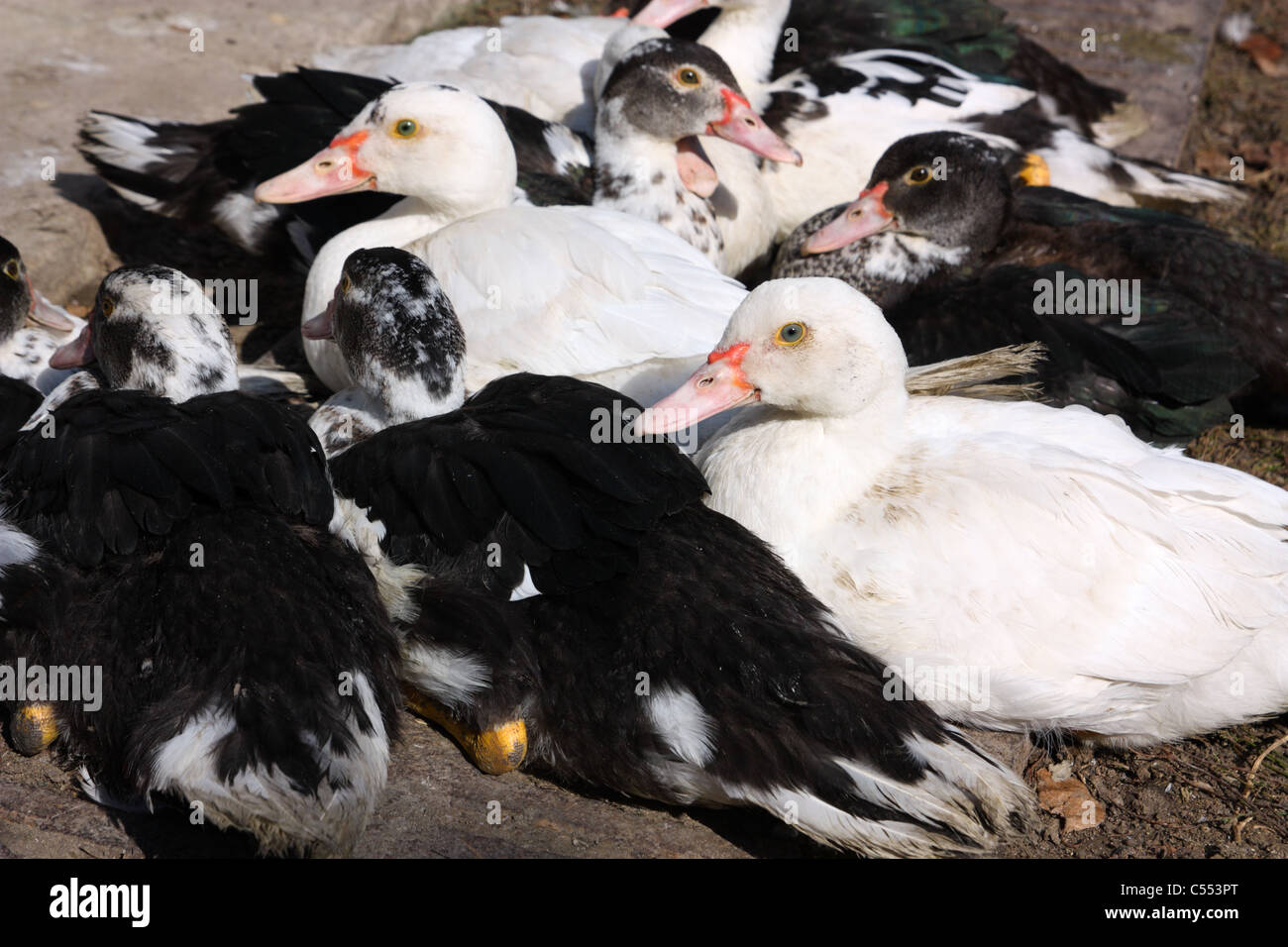 Le anatre domestiche sono in bianco e nero in seduta una pila Foto Stock