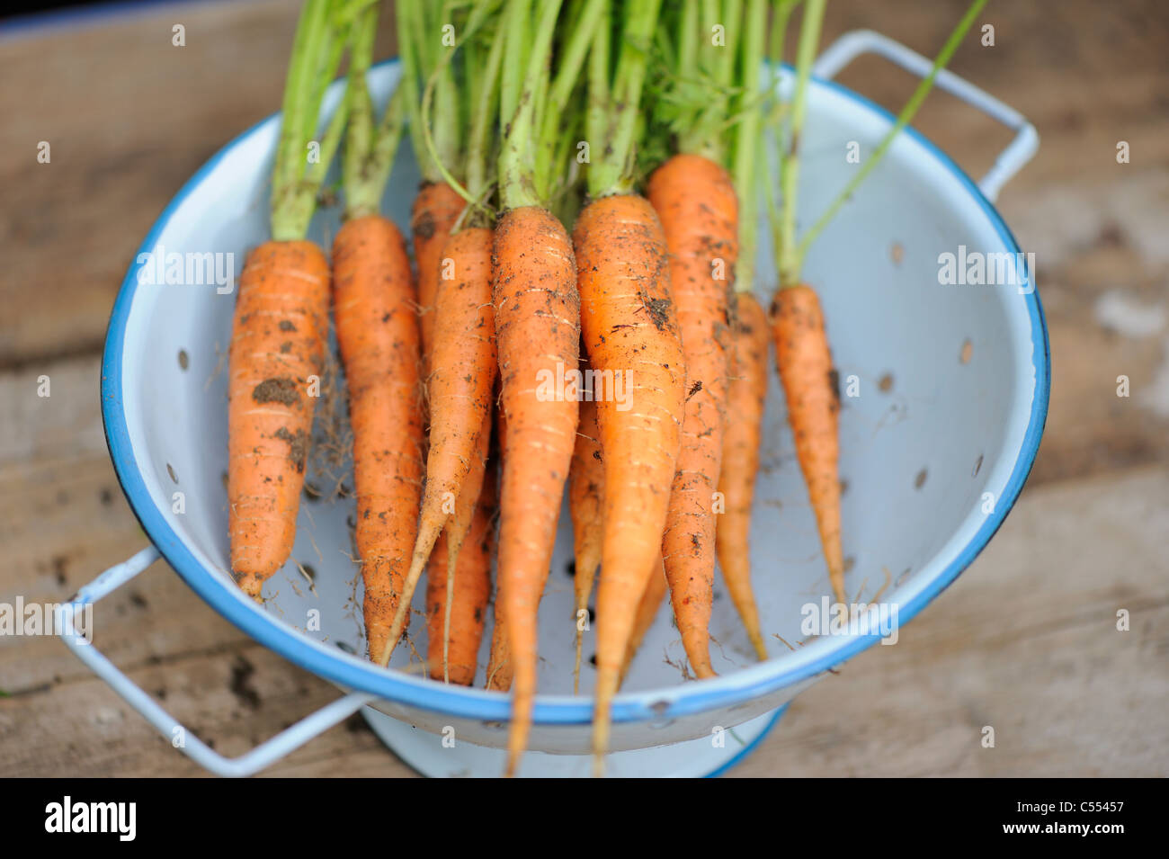 Cresciuto in casa le carote in blu scolapasta, Norfolk, Inghilterra, Luglio Foto Stock