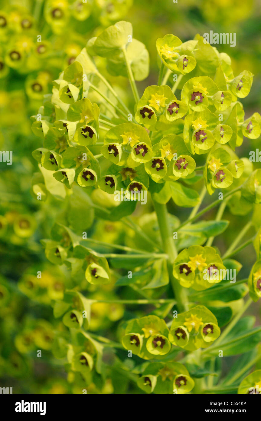 Euphorbia characias, nel pieno fiore, Norfolk, Inghilterra, Aprile Foto Stock