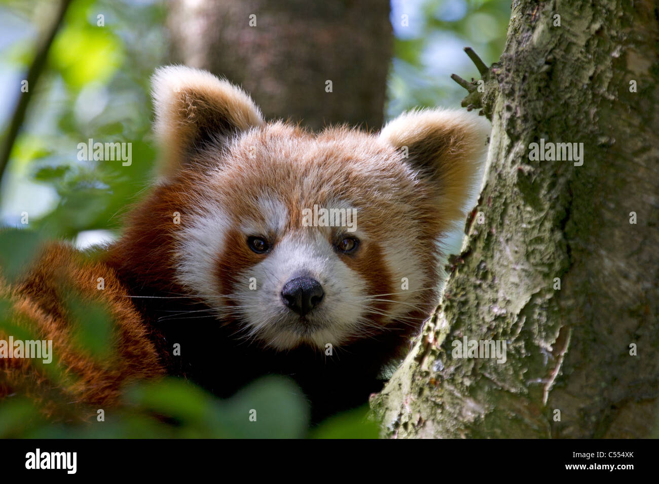 Panda rosso, Ailurus fulgens riposa nella struttura ad albero Foto Stock