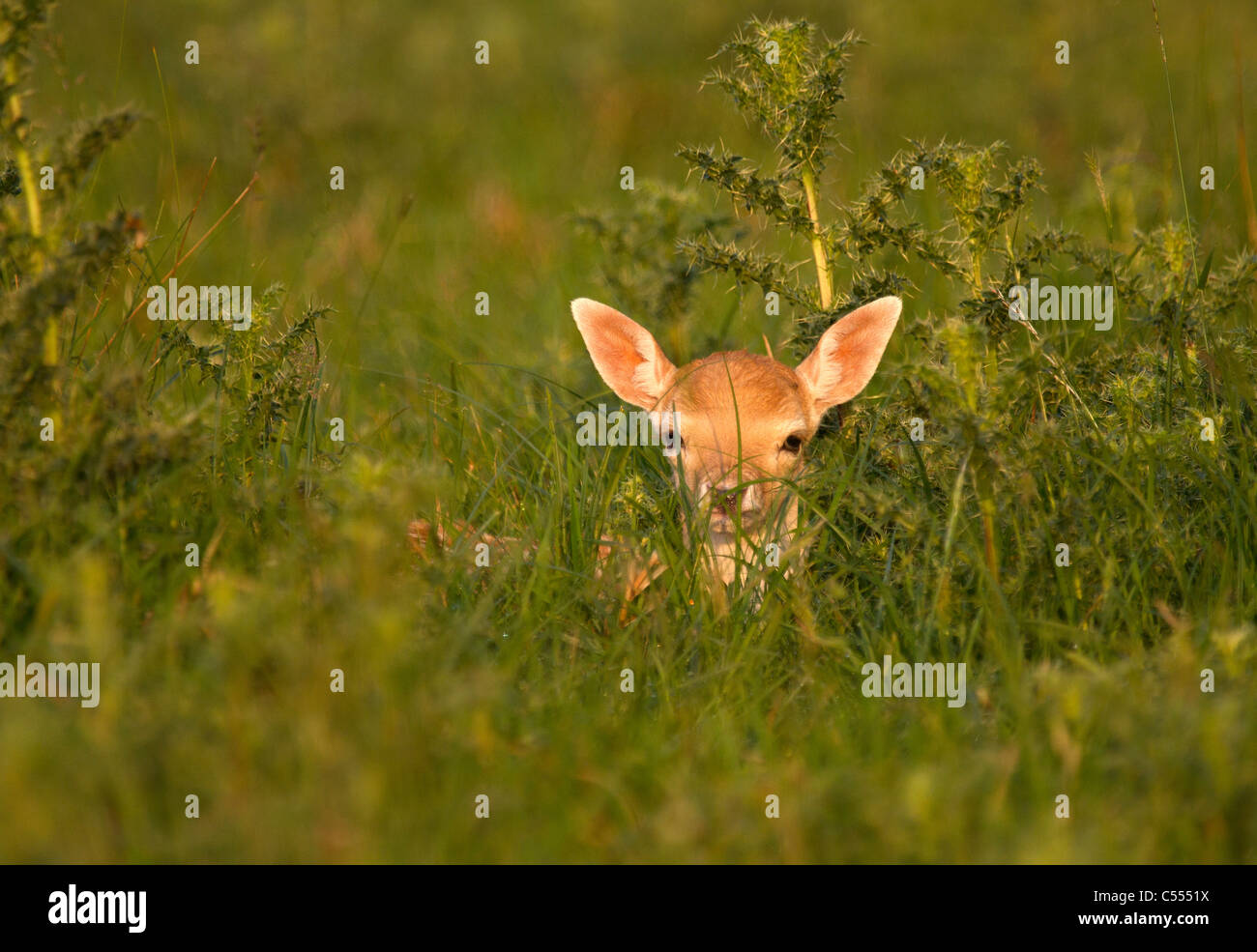 Giovane daino, (Dama Dama) nascondere nella vegetazione Foto Stock