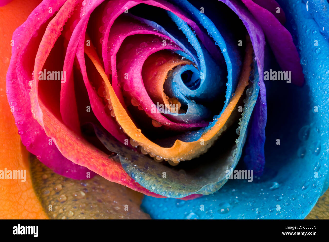 Rainbow naturale Rose - non photoshopped, il fiore viene iniettato con un colorante come cresce Foto Stock