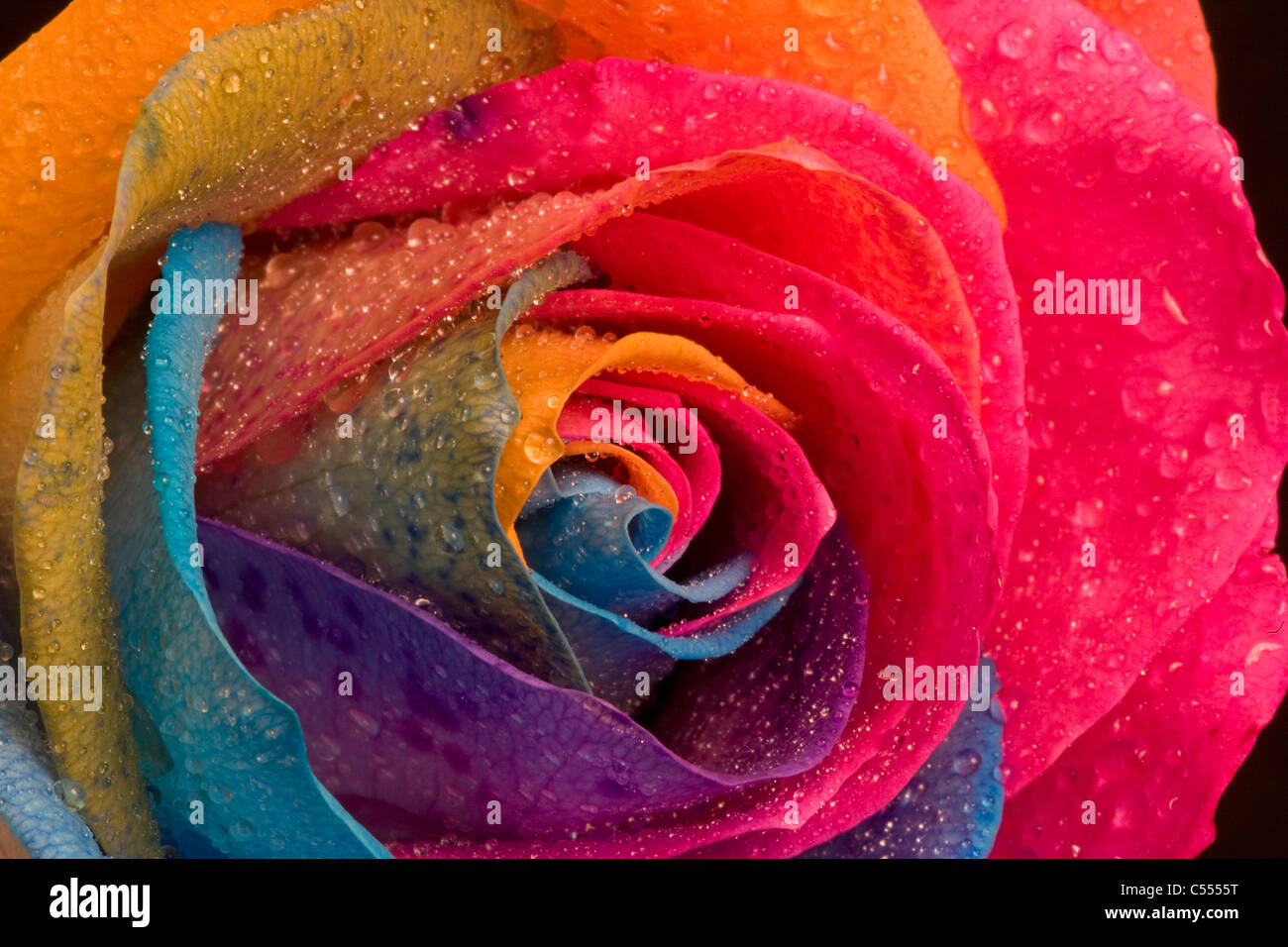 Rainbow naturale Rose - non photoshopped, il fiore viene iniettato con un colorante come cresce Foto Stock