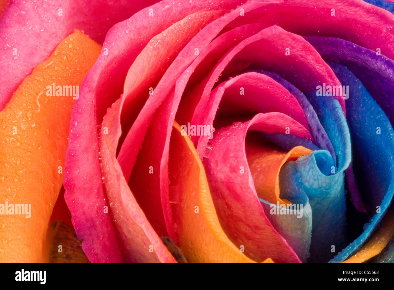 Rainbow naturale Rose - non photoshopped, il fiore viene iniettato con un colorante come cresce Foto Stock