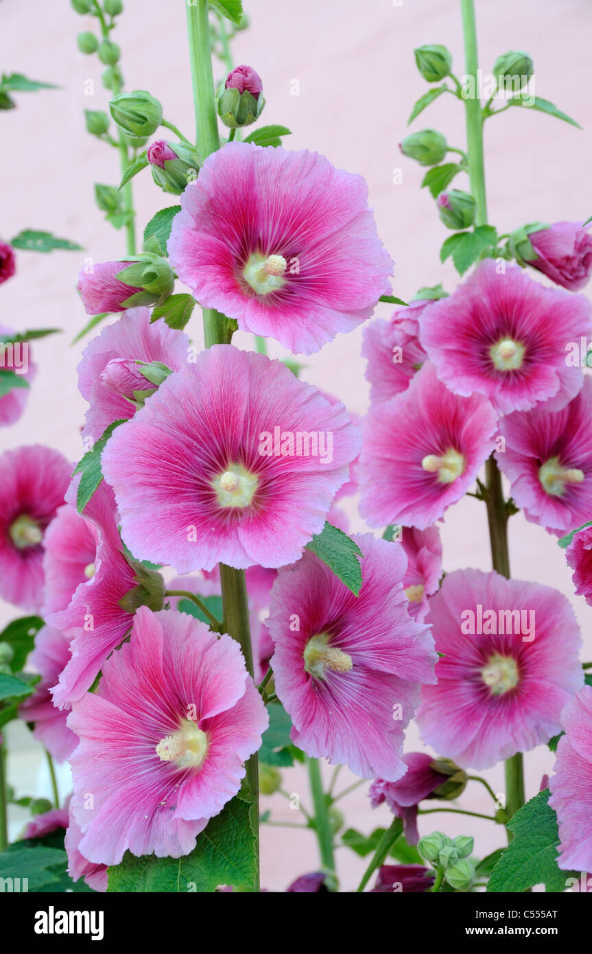 Hollyhocks nel pieno fiore, Norfolk, Inghilterra, Giugno Foto Stock