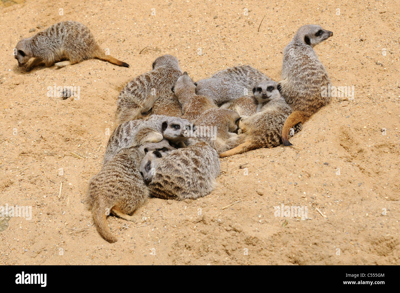 Famiglia Meercat, suricata suricatta, (prigioniero), UK, Giugno Foto Stock