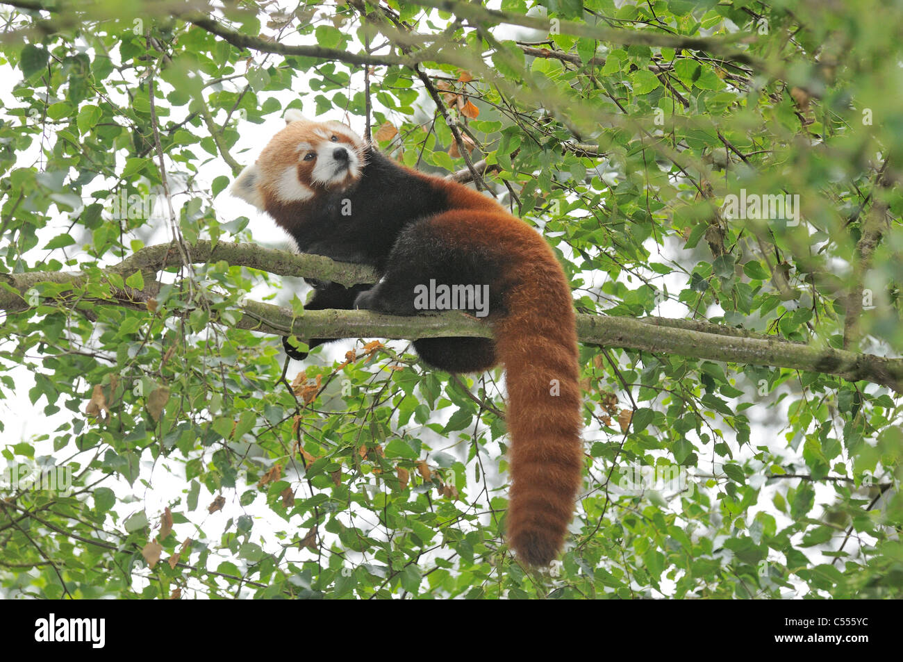 Il panda rosso (Ailurus fulgens o shining-CAT), (prigioniero), Regno Unito Foto Stock