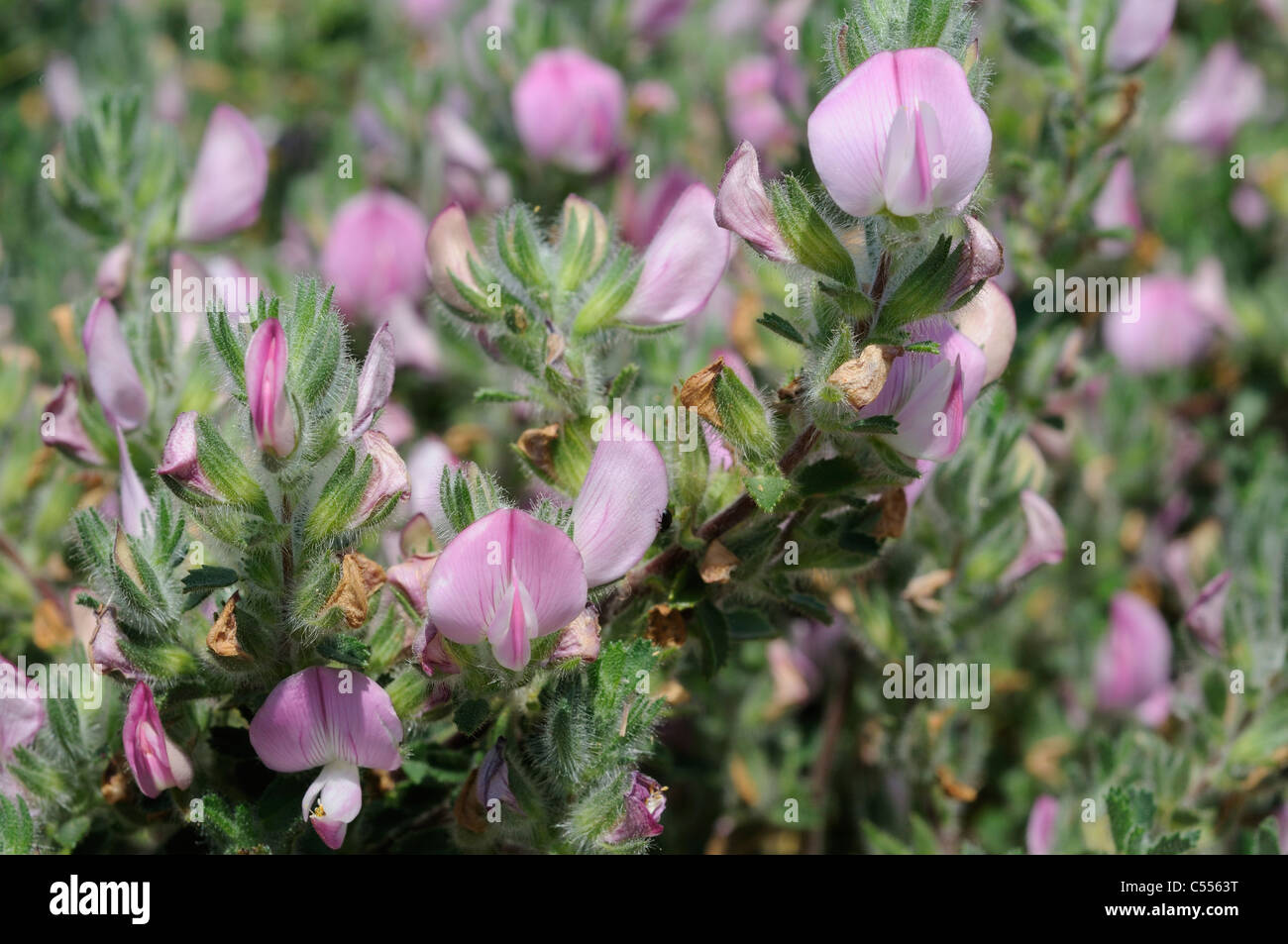 Ononide spinosa, Ononis spinosa, Suffolk, Inghilterra, Giugno Foto Stock