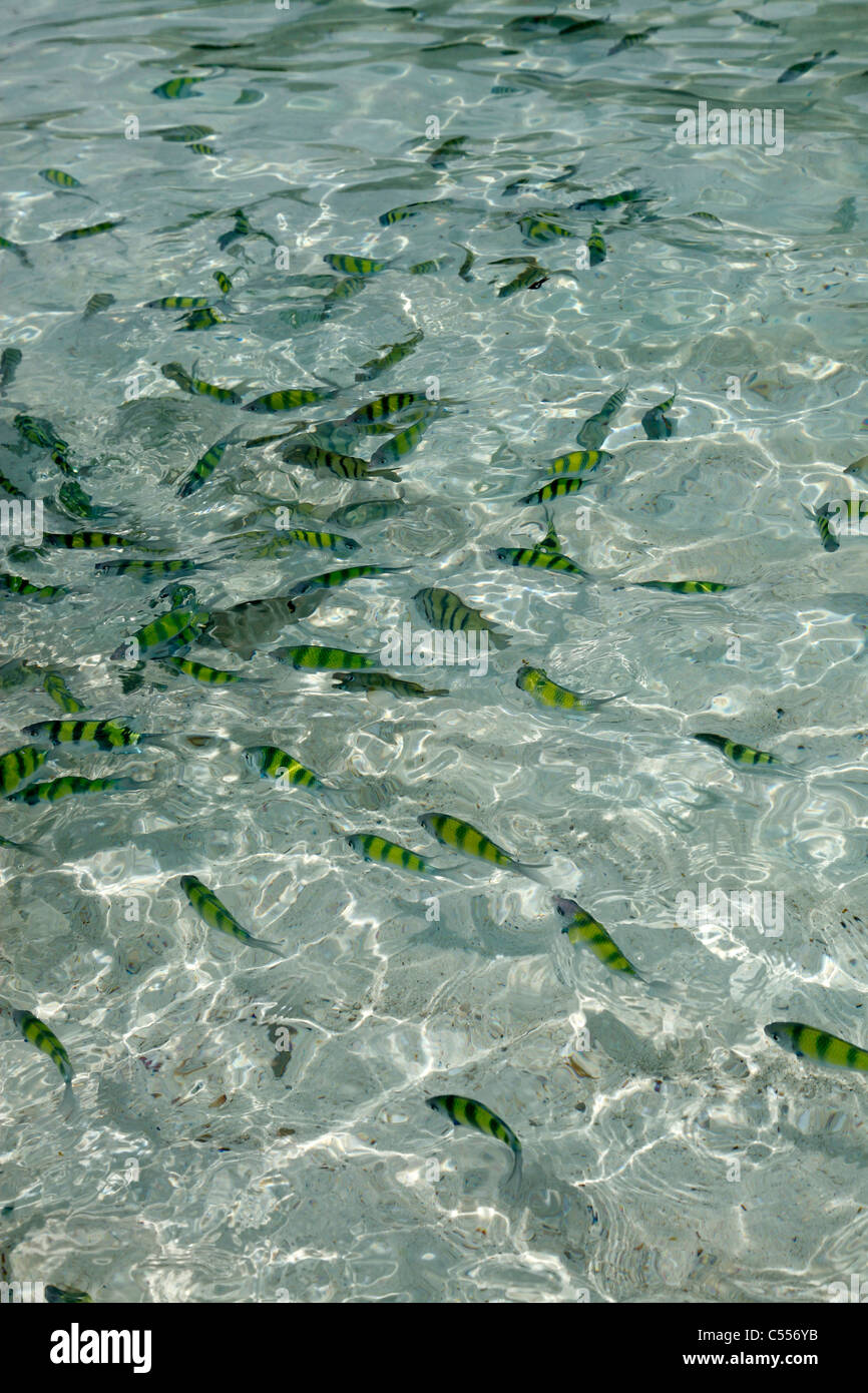 Scuola di pesce nuotare nel mare sul rubinetto Island Beach, Krabi, Thailandia Foto Stock