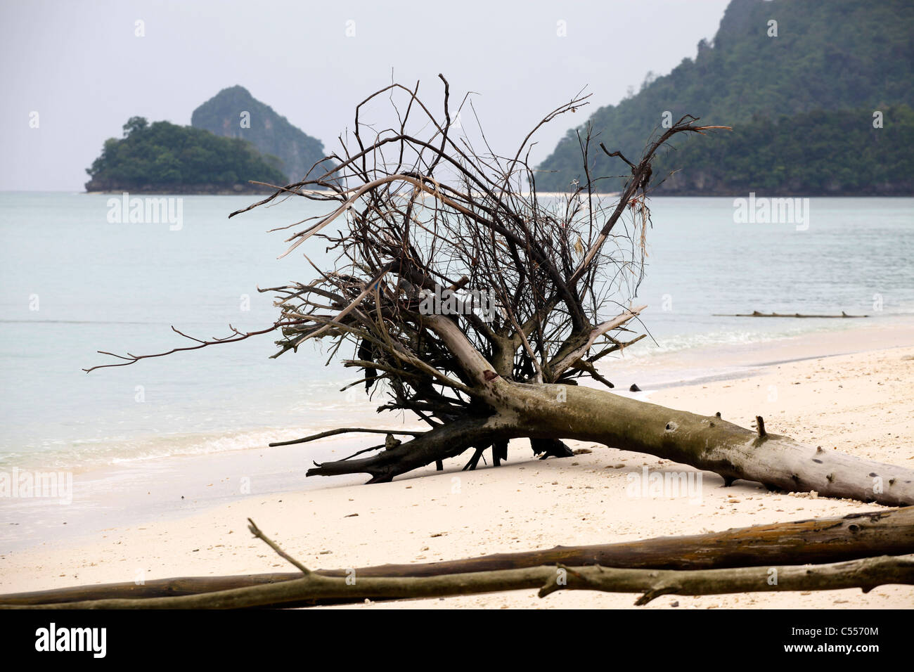 Tronchi di alberi e radici di alberi che giace sulla spiaggia di Koh Poda Island, Krabi, Thailandia Foto Stock