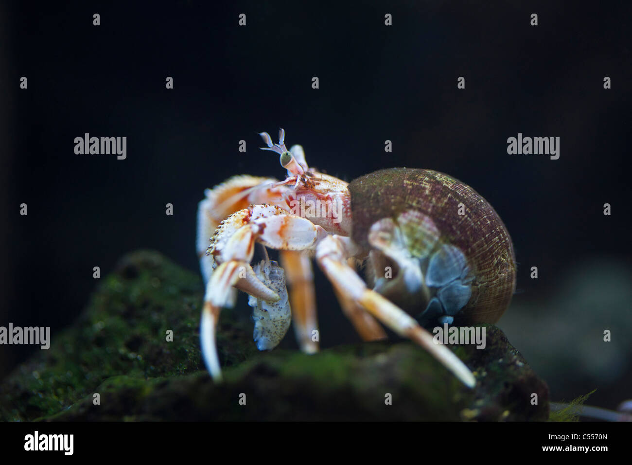 I Paesi Bassi, il Nes Ameland, Isola, appartenente al mare di Wadden Islands. Unesco - Sito Patrimonio dell'umanità. Il granchio eremita in acquario. Foto Stock
