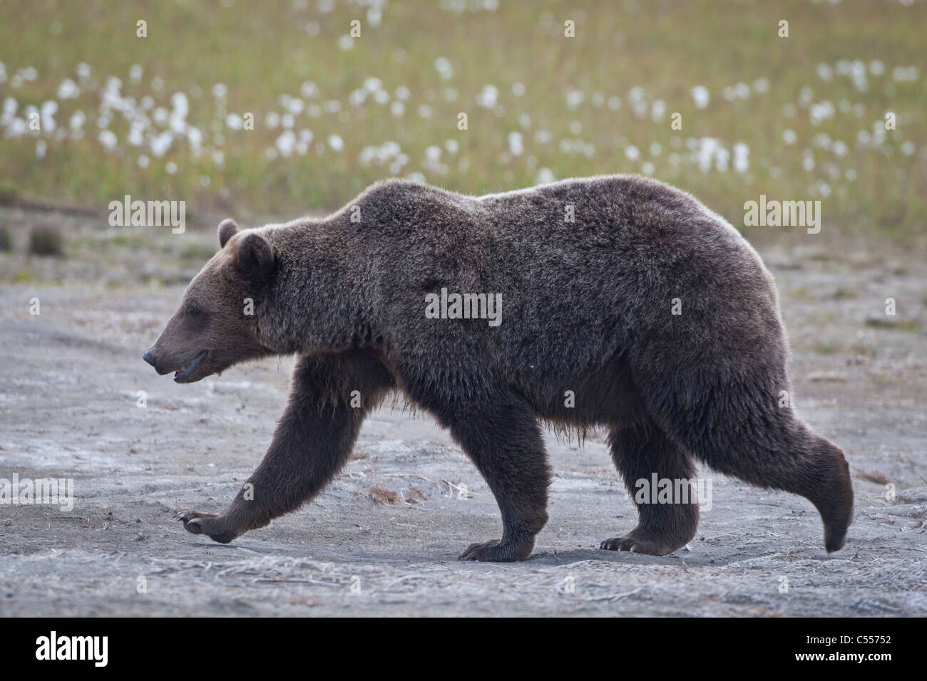 Orso grizzly sulle Alaskan Arctic pianura costiera Foto Stock