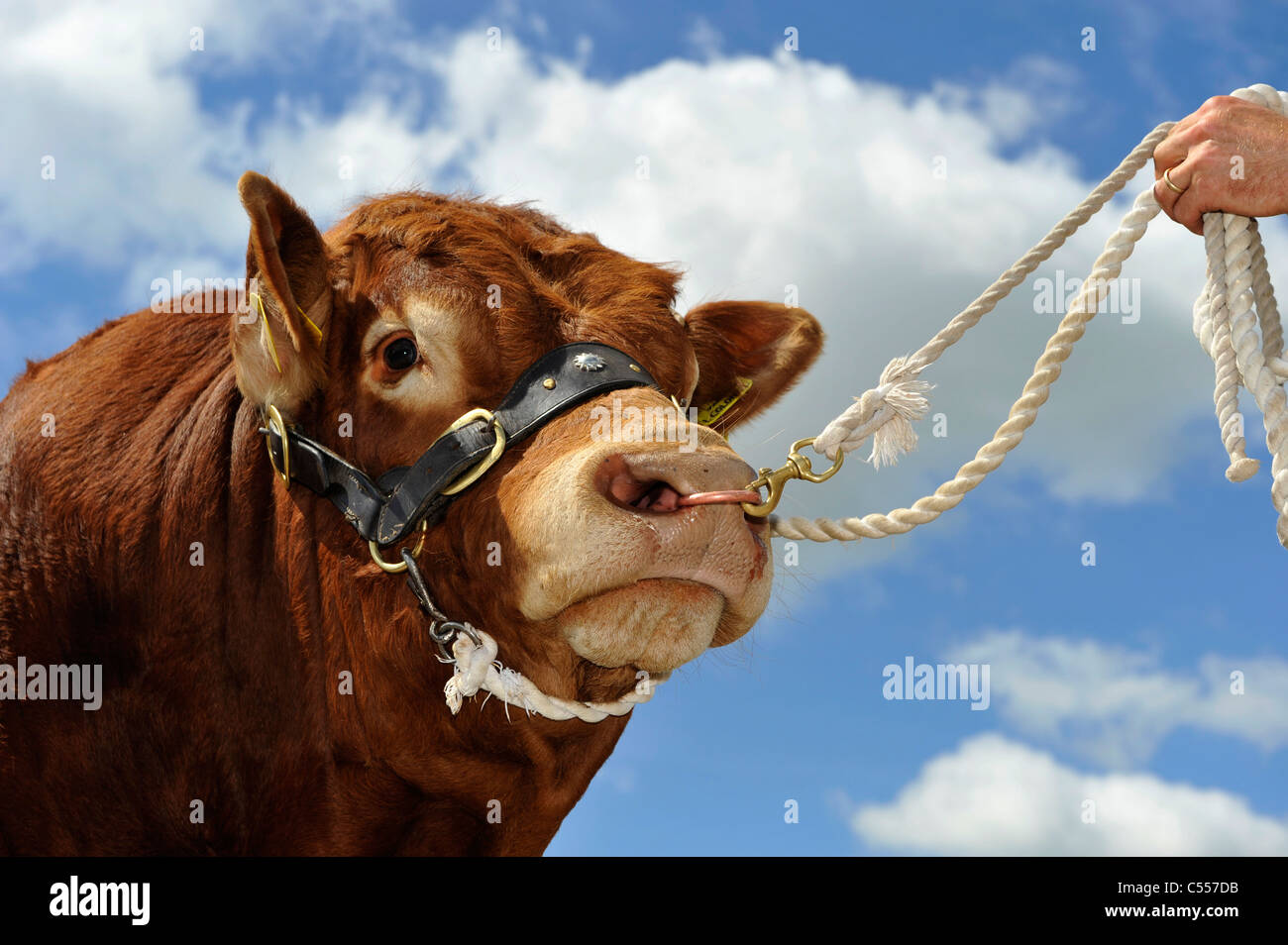 In prossimità di una Limousin bull il capestro contro il cielo blu. Foto Stock