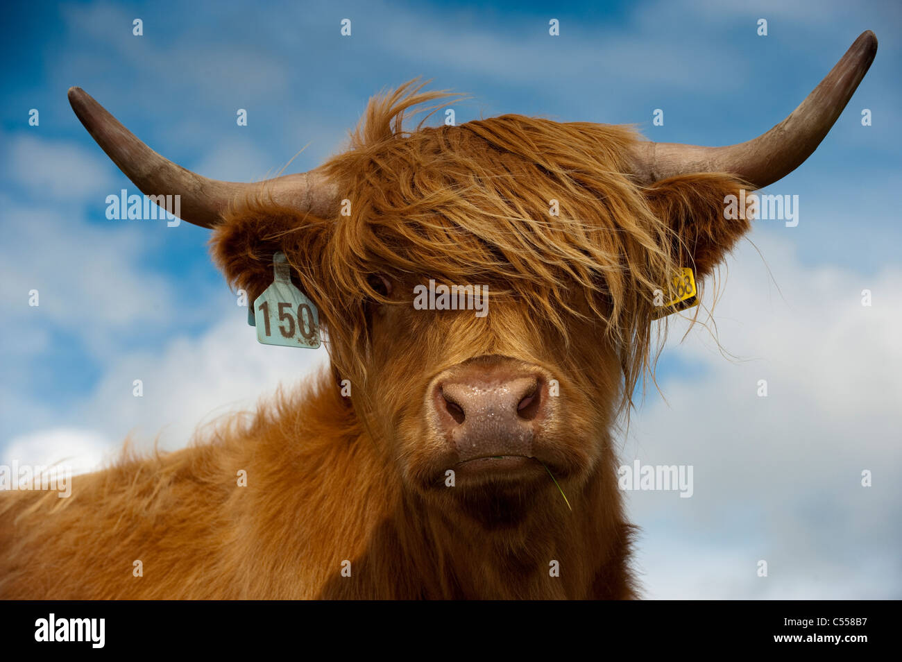 Highland mucca con le corna impressionanti. Foto Stock