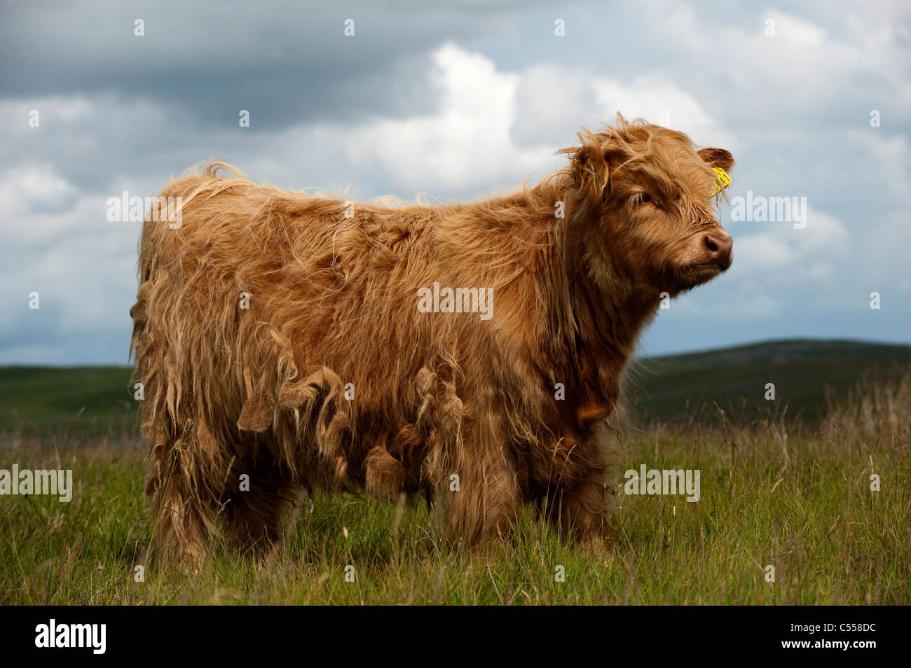 I giovani vitelli Highland sulla brughiera. Foto Stock