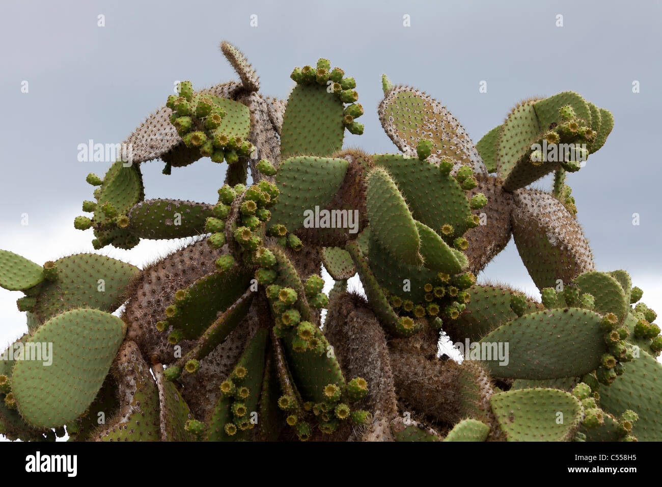 L' Opuntia ficodindia cactus, South Plaza Island, Isole Galapagos, Ecuador Foto Stock