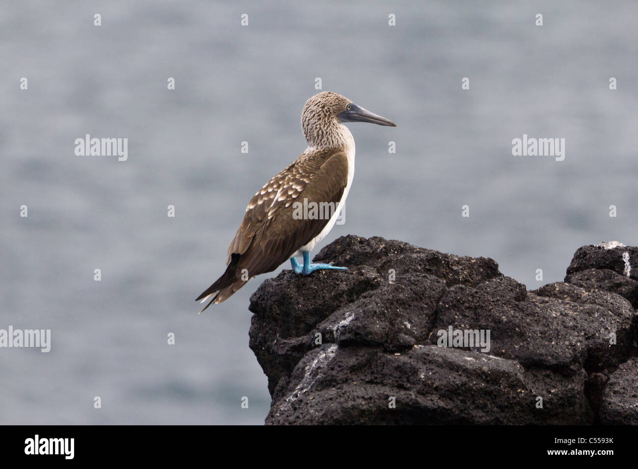 Immaturo Blu-footed Booby (Sula nebouxii), South Plaza Island, Isole Galapagos, Ecuador Foto Stock