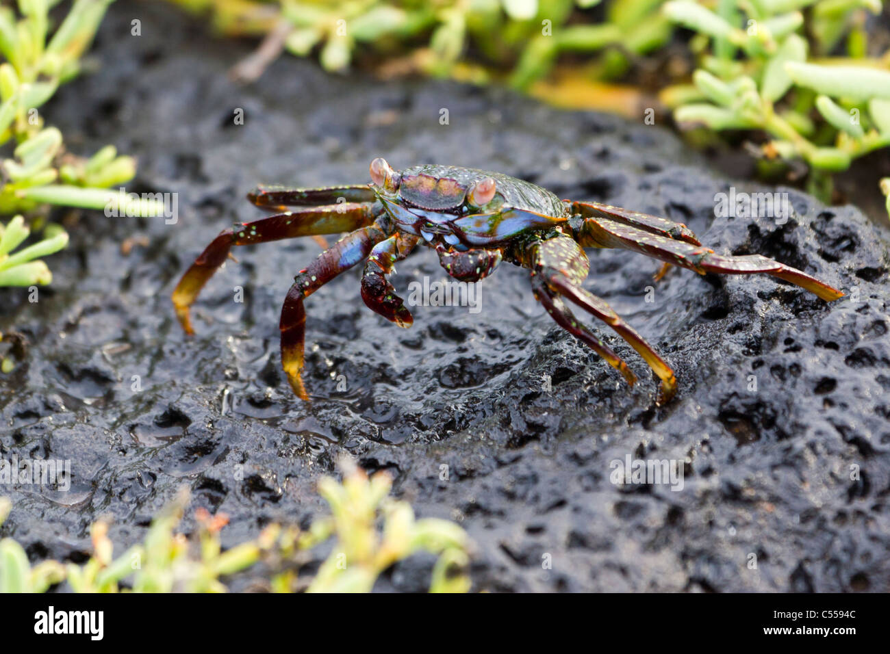 Sally Lightfoot Grapsus grapsus granchio, South Plaza Island, isole Galapagos, Ecuador Foto Stock