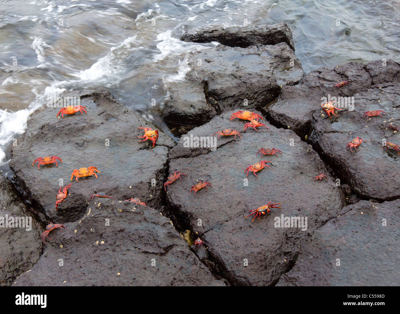 Sally Lightfoot Grapsus grapsus granchi sulle rocce sulla riva del mare, South Plaza Island, isole Galapagos, Ecuador Foto Stock