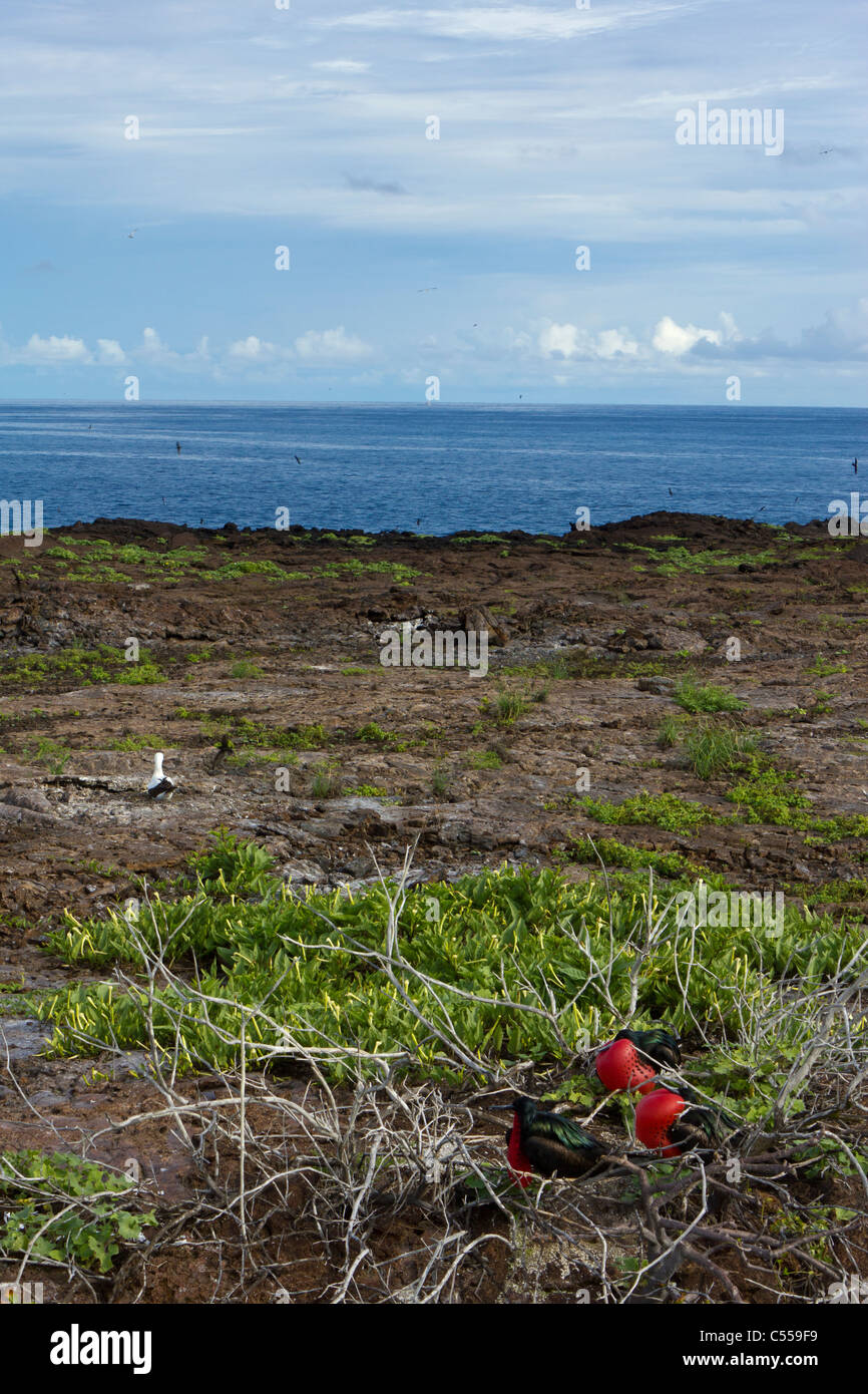Paesaggio di uccelli nidificanti su Genovesa Isola Tower, Isole Galapagos, Ecuador Foto Stock
