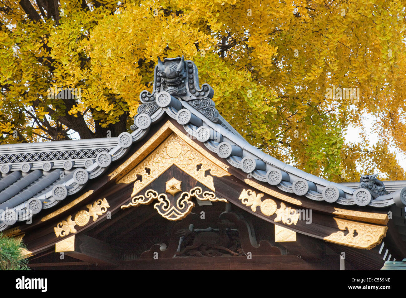 Albero su un tempio, in alternativa, il Tempio di Nishi Honganji, prefettura di Kyoto, Kinki Regione, Honshu, Giappone Foto Stock