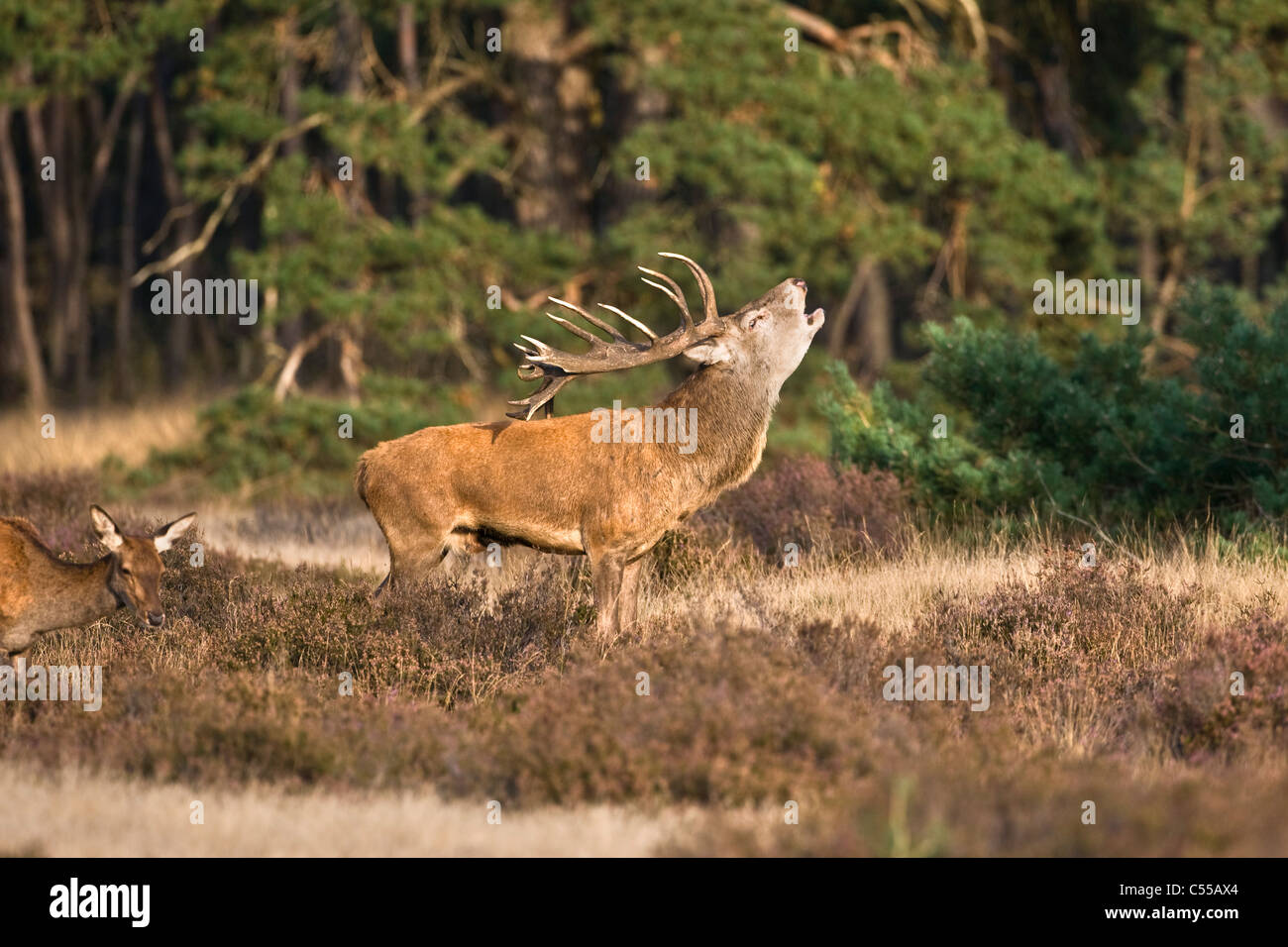I Paesi Bassi, Otterlo, Parco Nazionale chiamato De Hoge Veluwe. Il cervo (Cervus elaphus). Foto Stock