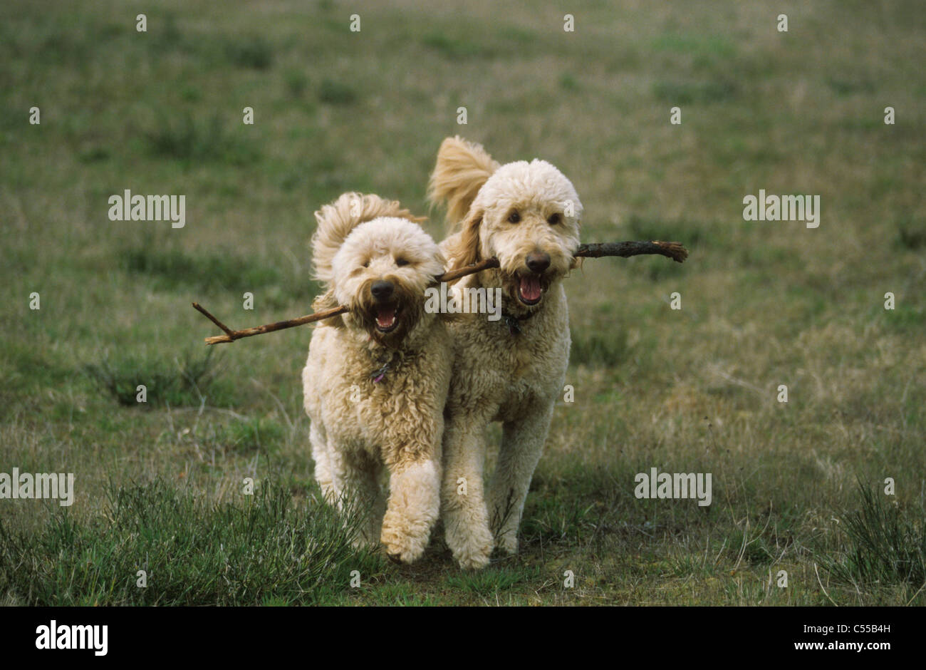 Due Goldendoodles portando bastone di denti Foto Stock