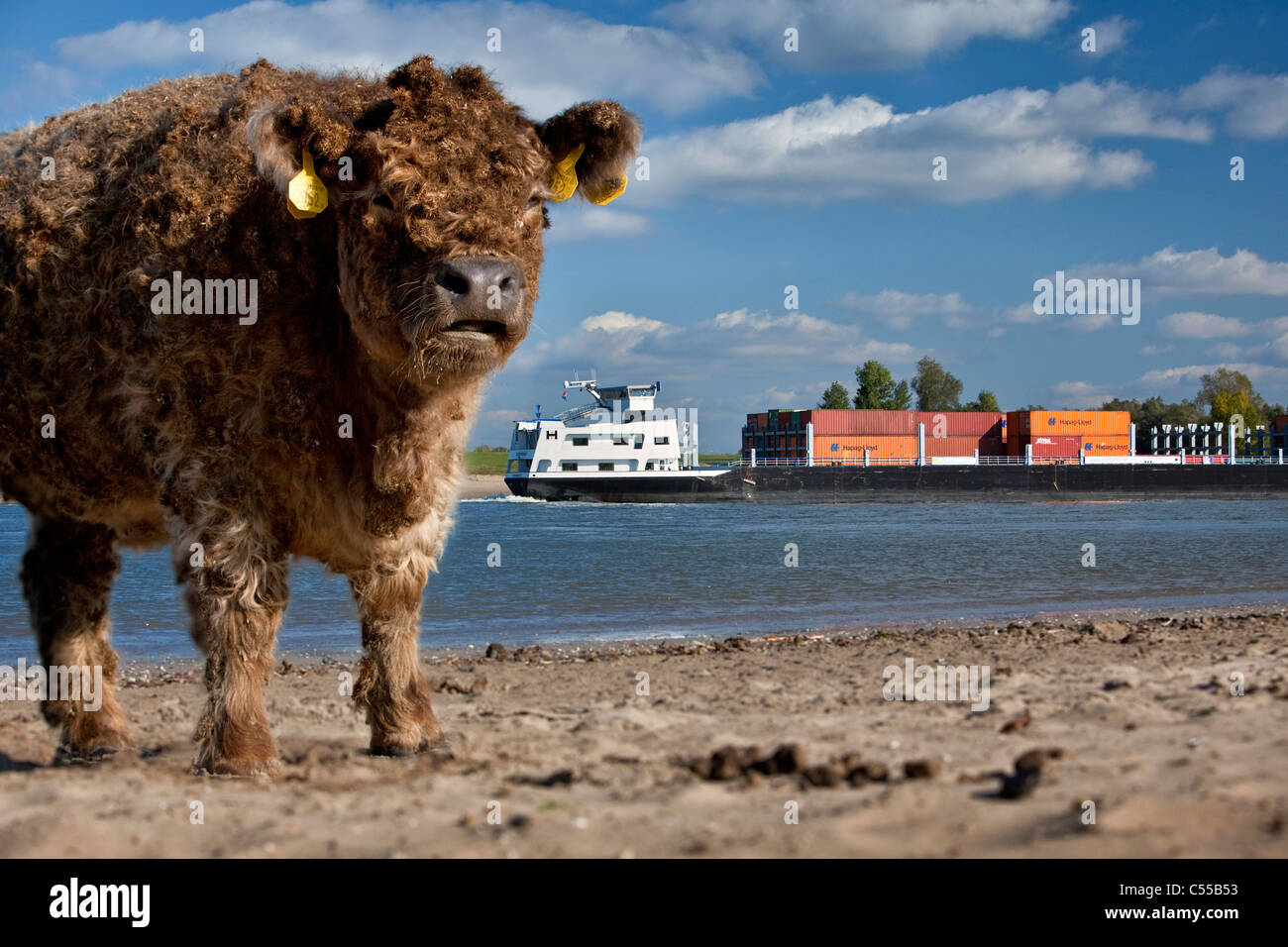 I Paesi Bassi, Ooij, Ooij-polder. Galloway vacca. Background: Cargo barca sul fiume Waal. Foto Stock