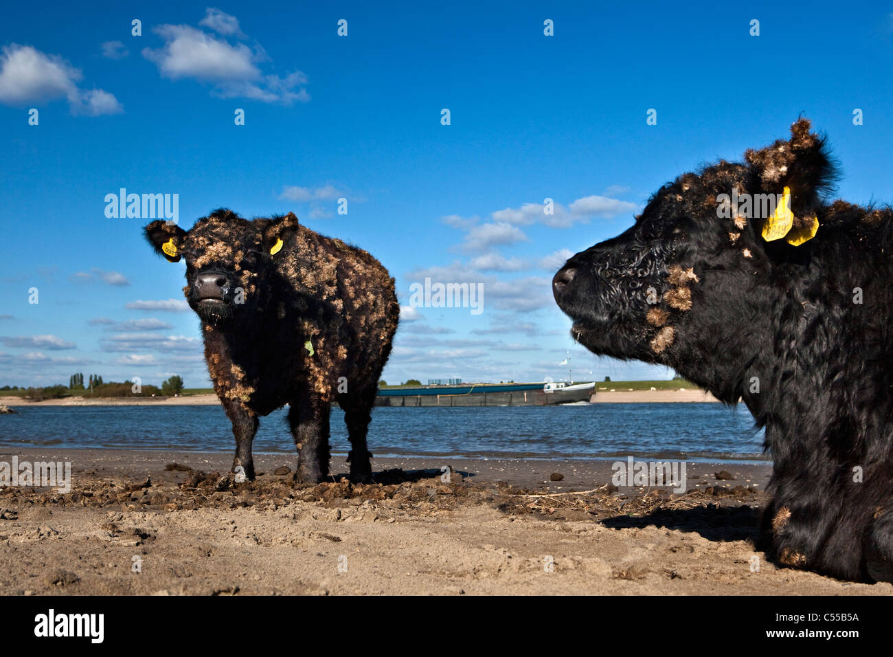 I Paesi Bassi, Ooij, Ooij-polder. Galloway vacca. Background: Cargo barca sul fiume Waal. Foto Stock