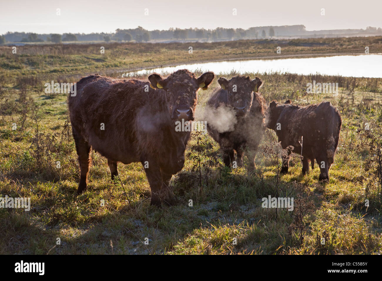 I Paesi Bassi, Ooij, Ooij-polder. Galloway vacche. Foto Stock