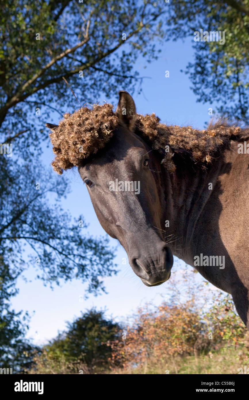 I Paesi Bassi, Ooij, Ooij-polder. Cavallo di Przewalski. Foto Stock
