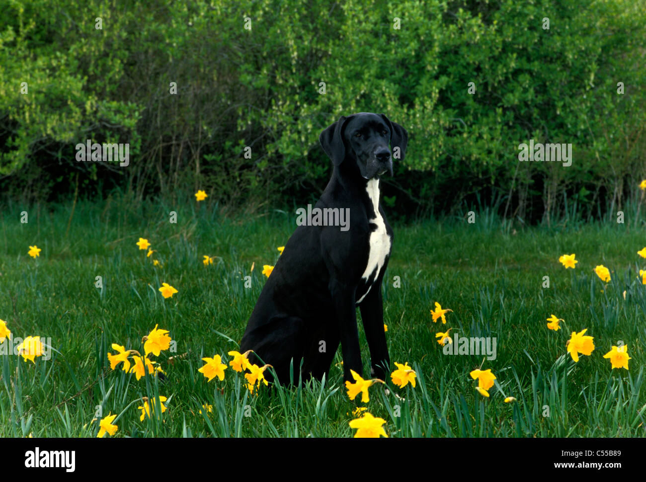 Alano seduto sul prato Foto Stock