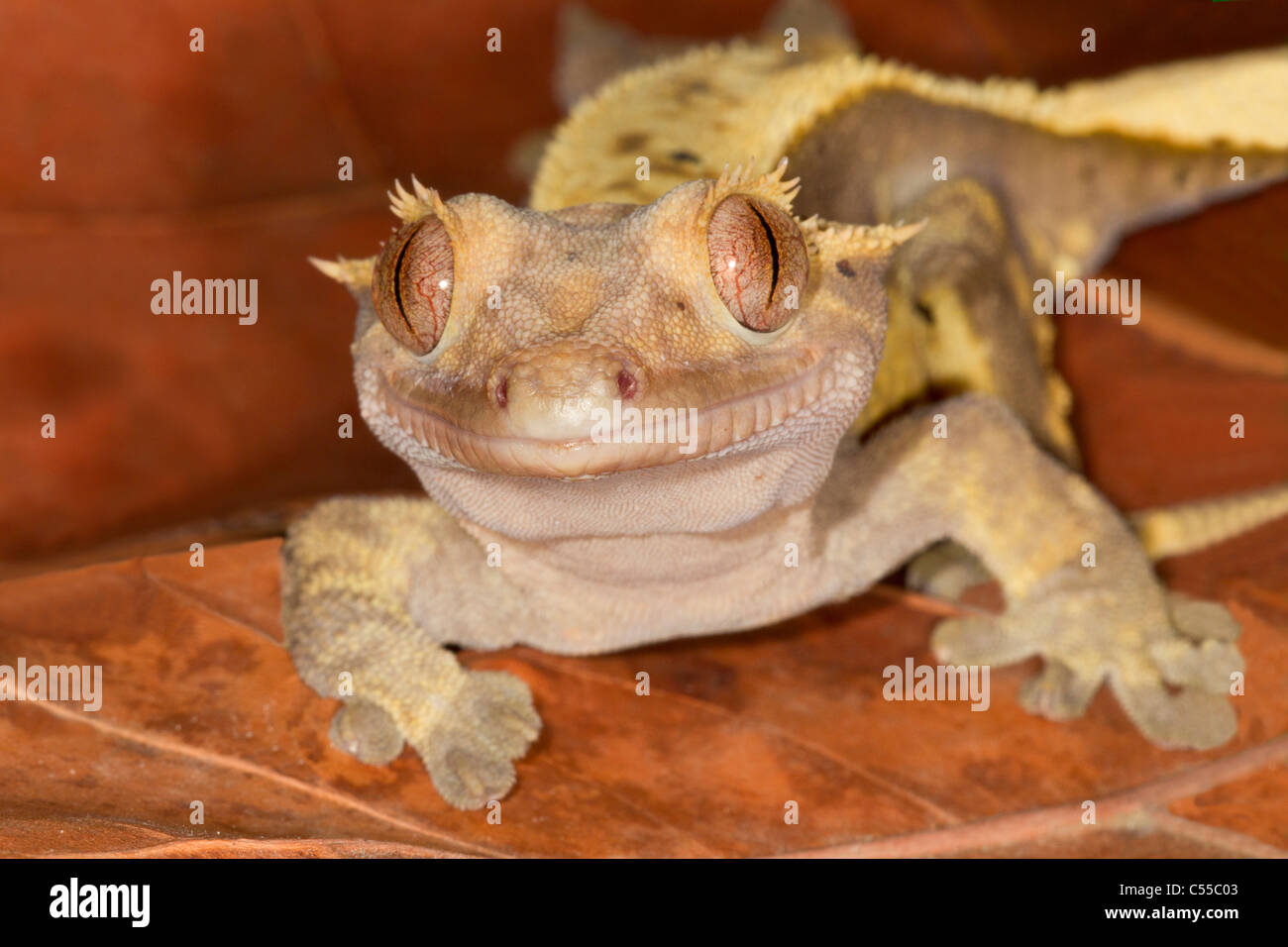 Close-up di un Crested Gecko (Rhacodactylus ciliatus) Foto Stock