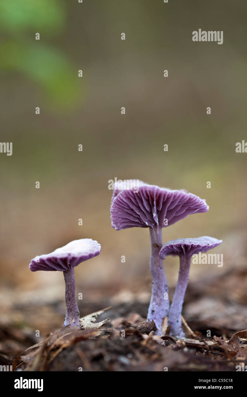 I Paesi Bassi, Winterswijk, Laccaria amethystea, ametista ingannatore. Foto Stock