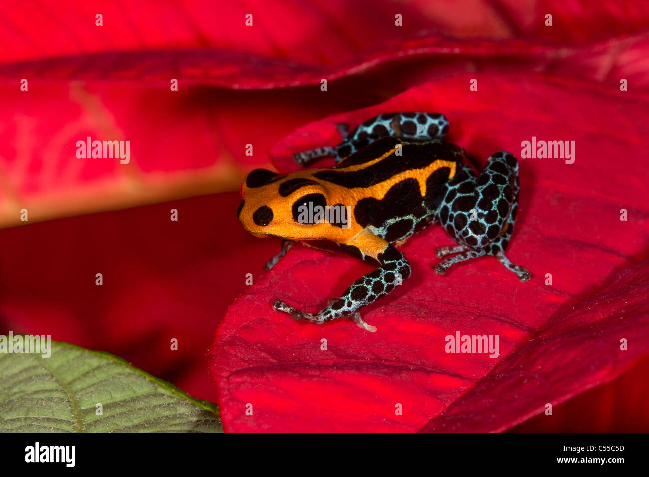 Close-up di un imitatore Poison-Dart frog (Ranitomeya imitatore) su un fiore Foto Stock