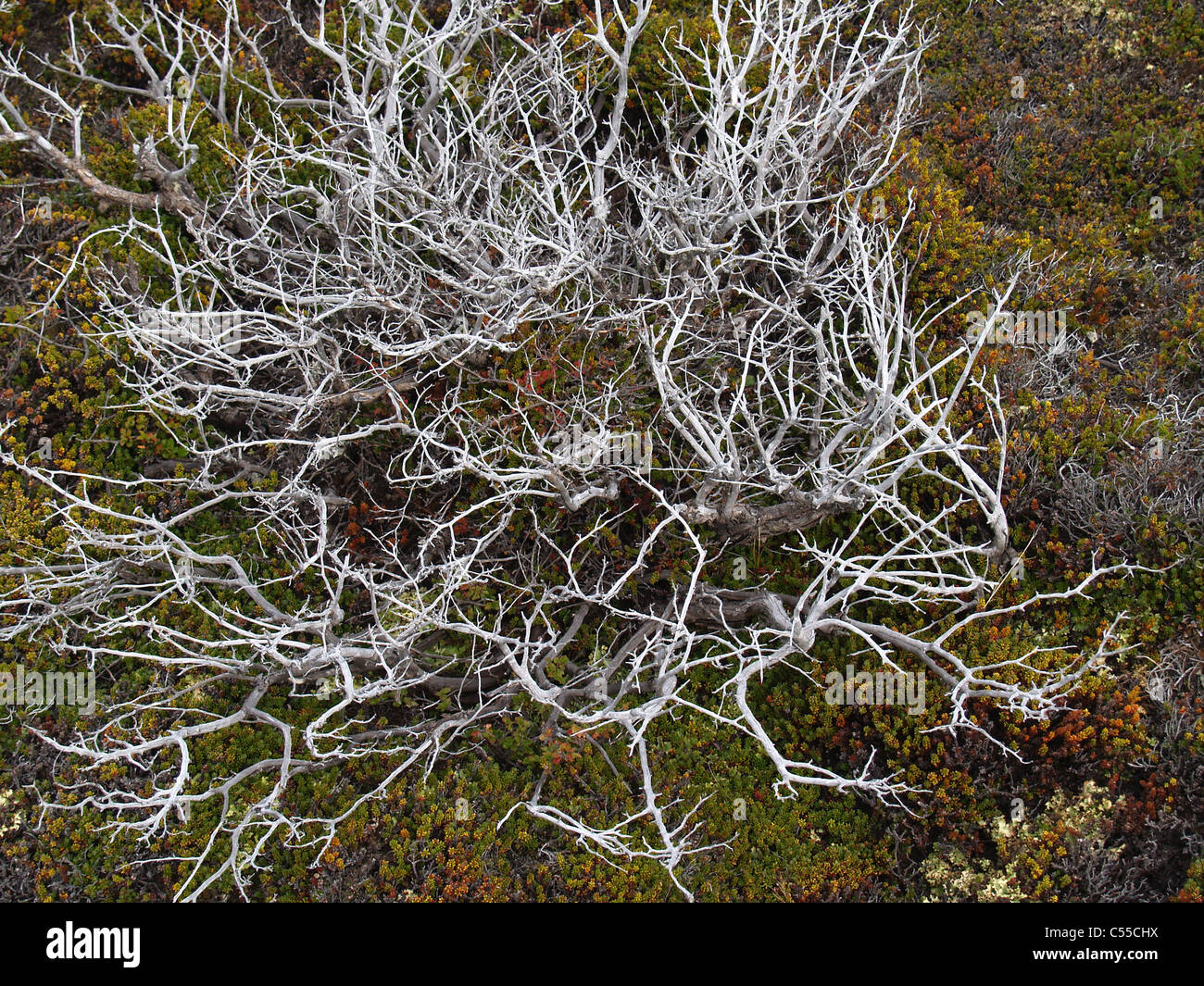 Essiccata bianca bush Parque Nacional Los Glaciares in Argentina Foto Stock