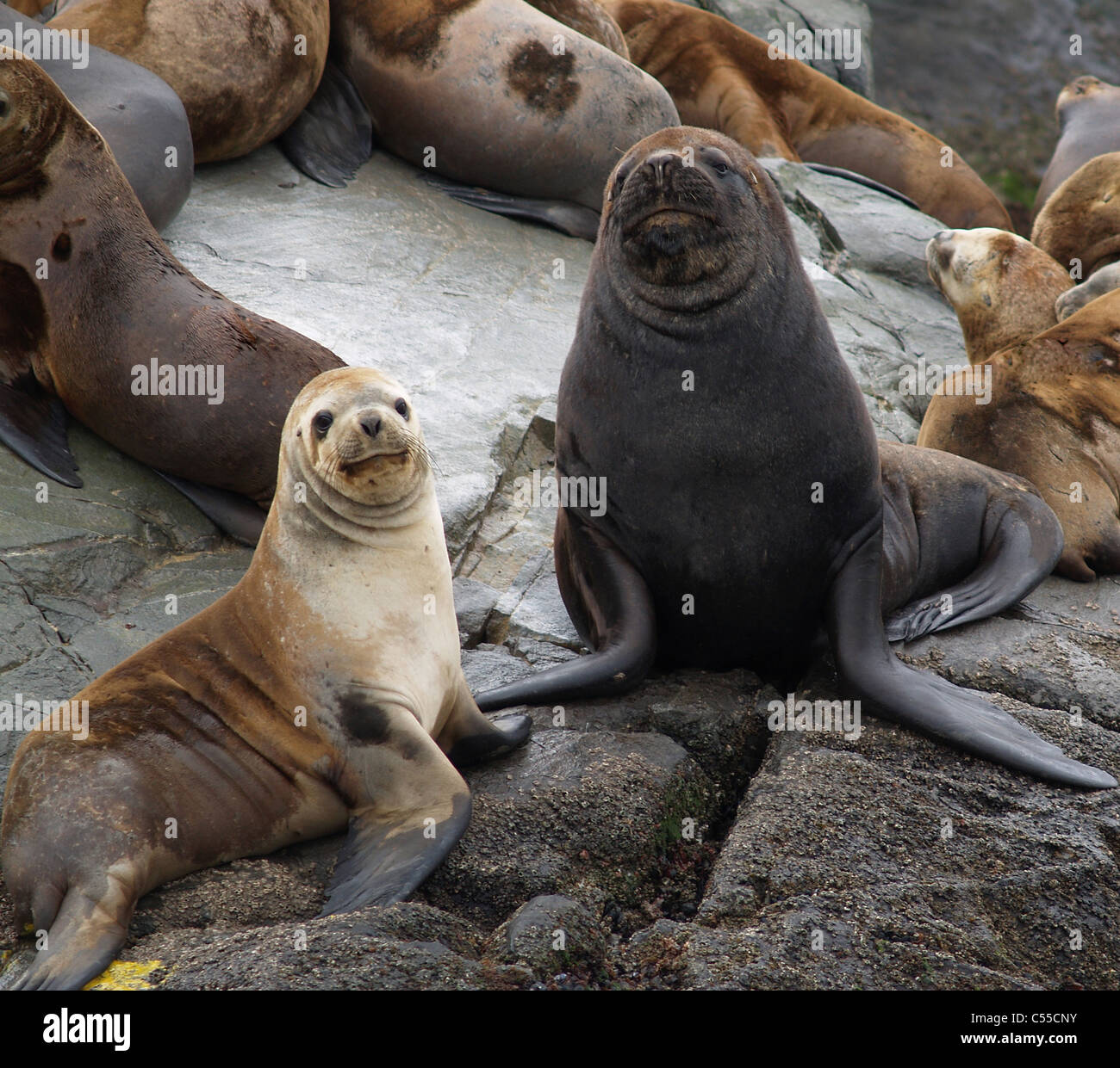 I leoni di mare Canale di Beagle Argentina Foto Stock