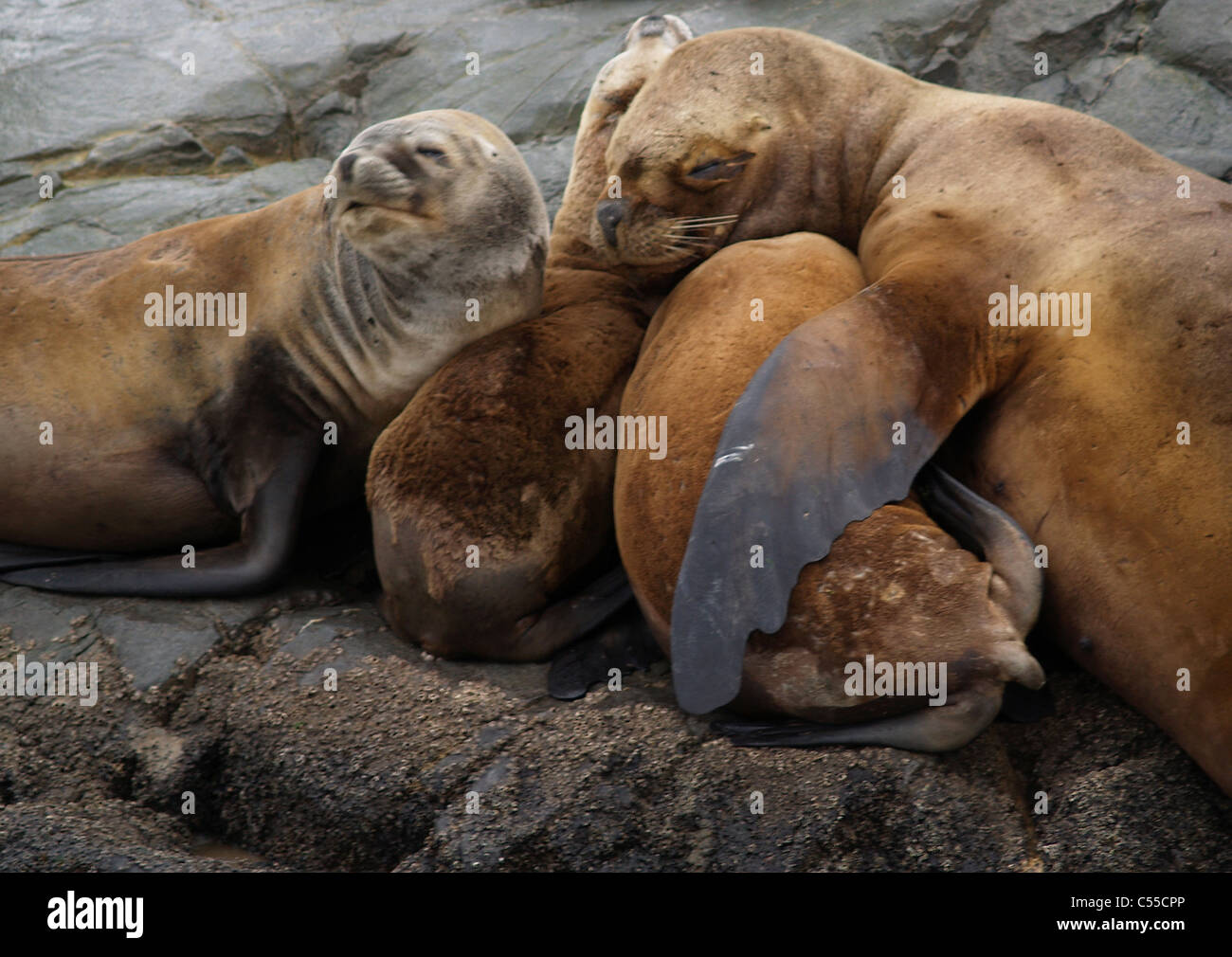 I leoni di mare, Canale Beagle,l'Argentina Foto Stock