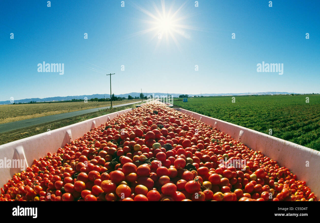Pomodori Yolo County California USA Foto Stock