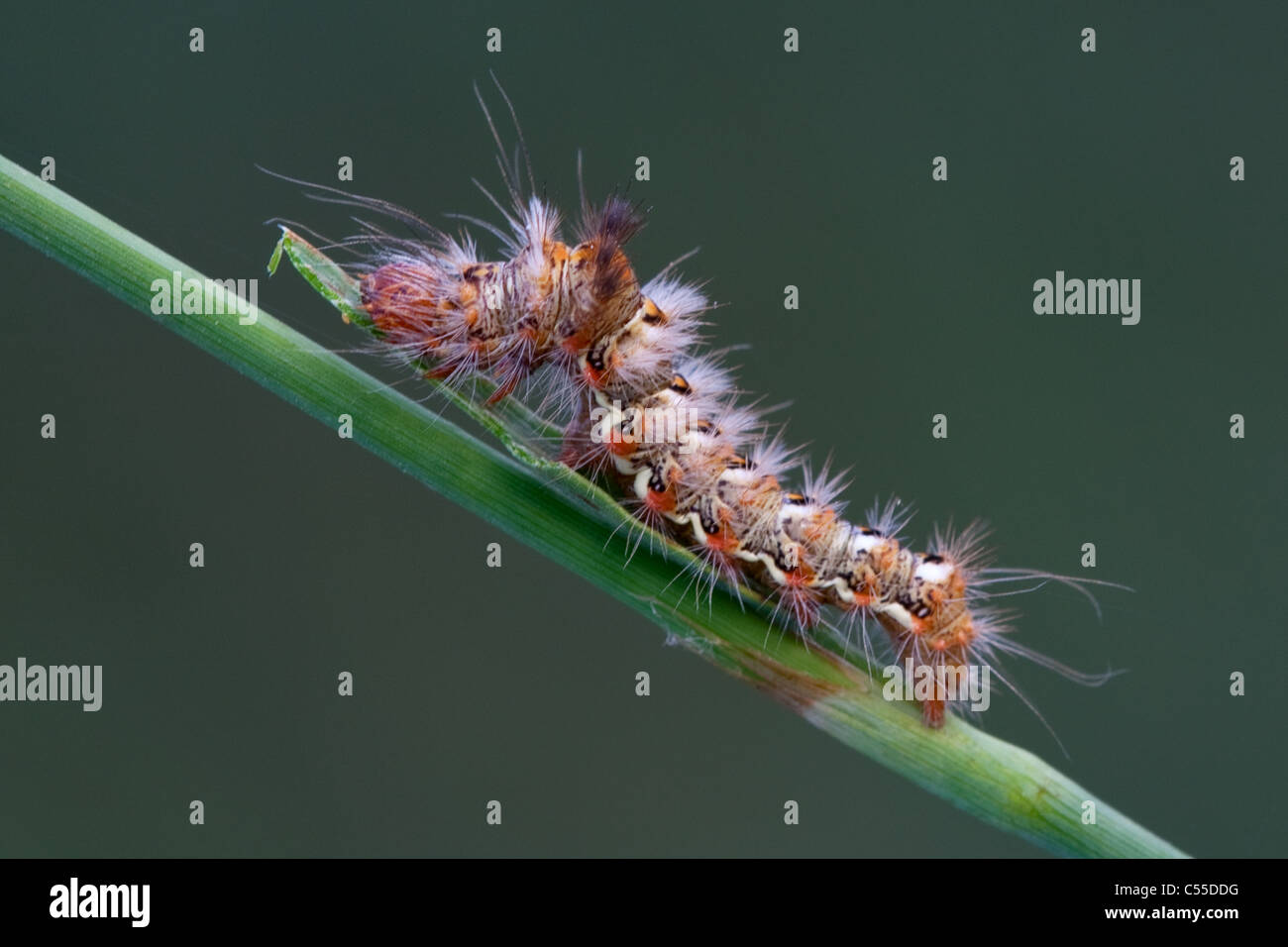 Pugnale moth Caterpillar (Acronicta rumicis ) Foto Stock