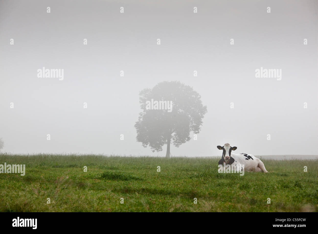 I Paesi Bassi, Epen, latte di mucca e di albero nella nebbia di mattina. Foto Stock