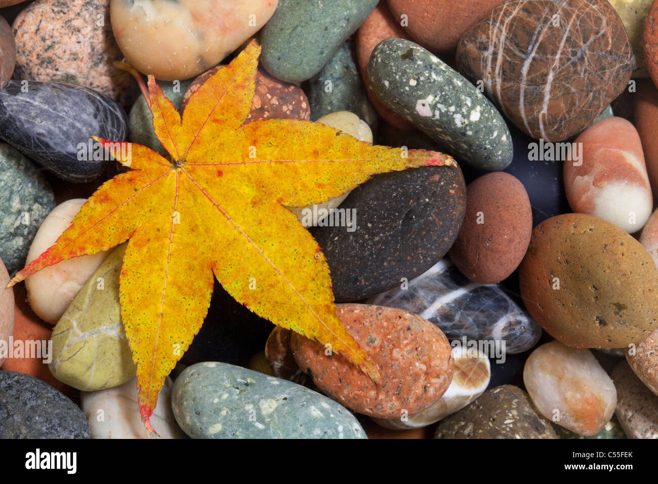 Close-up di una foglia di acero sulle rocce Foto Stock