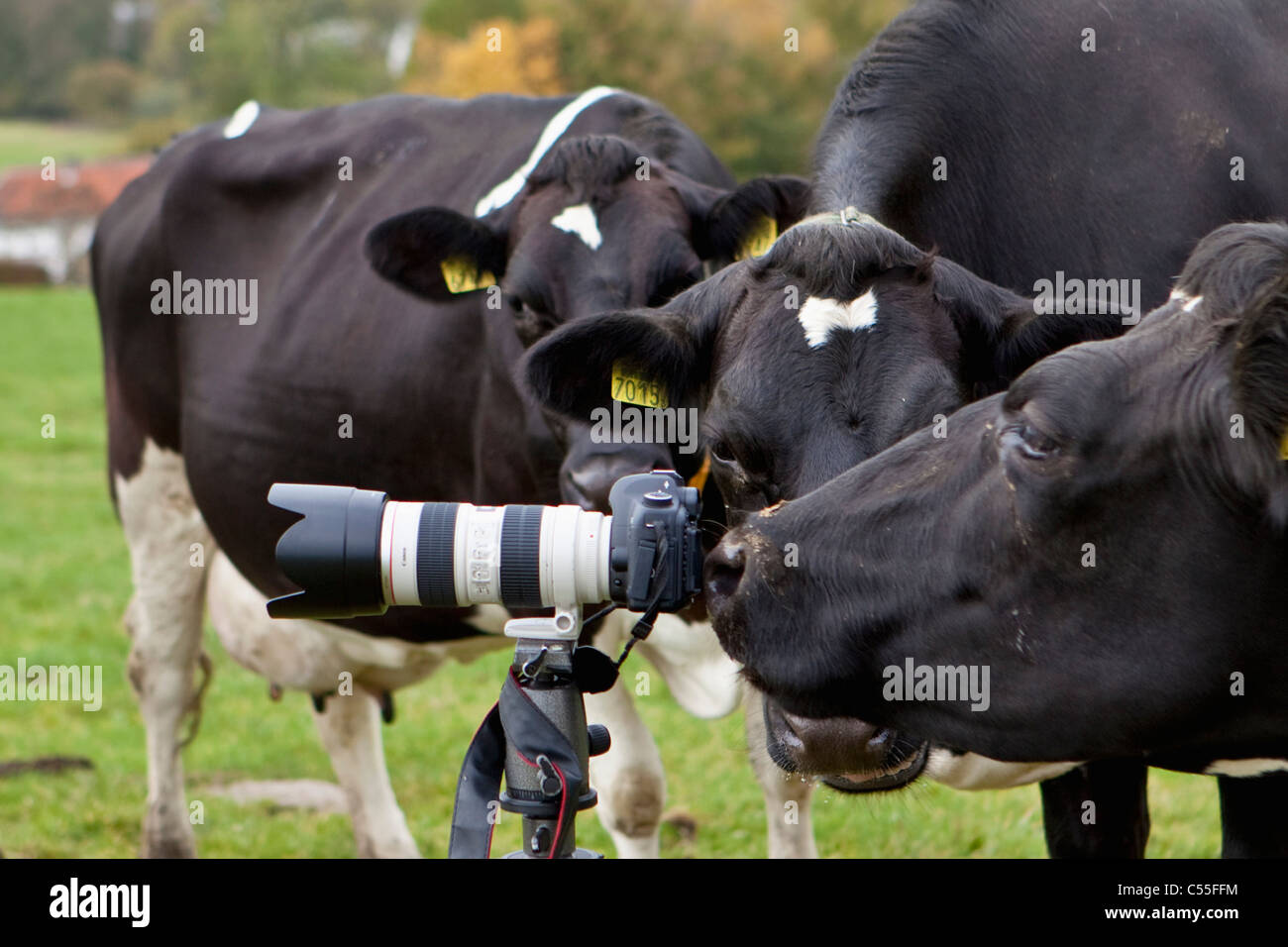 I Paesi Bassi, Epen, mucca maleodoranti in telecamera. Foto Stock