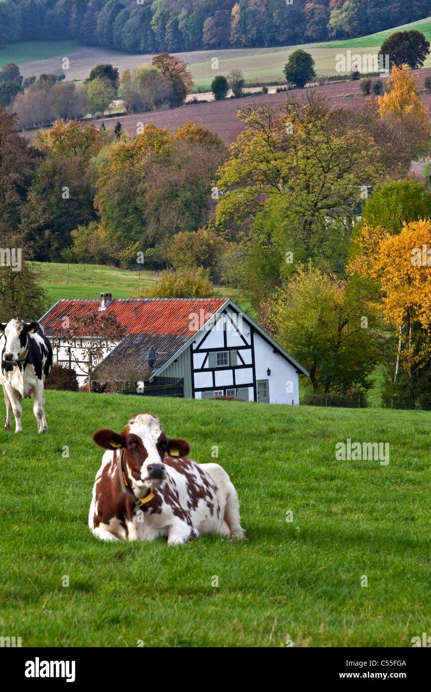 I Paesi Bassi, Epen, mucca nella parte anteriore del telaio del case. Foto Stock