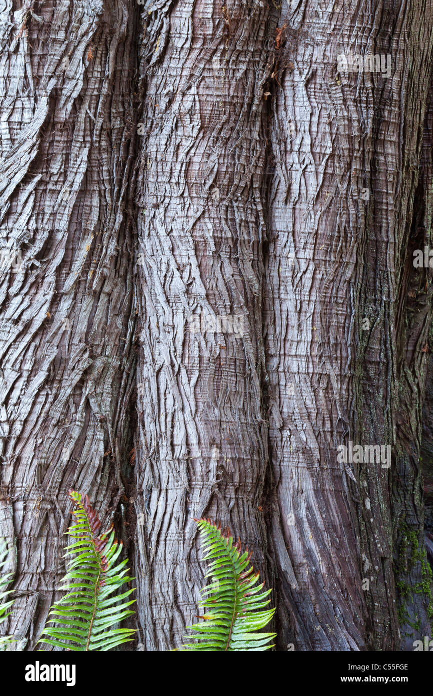 Western Red Cedar (Thuja plicata) abbaio con la spada di felci (Polystichum Munitum) a base, nello Stato di Washington, USA Foto Stock